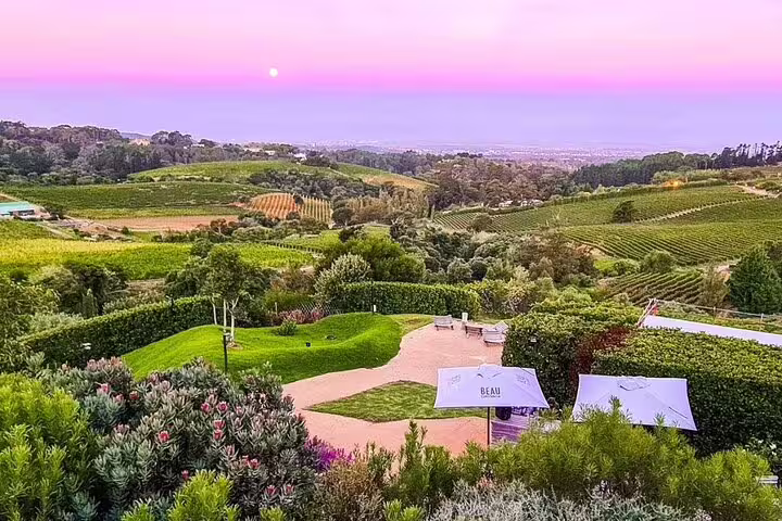 Scenic sunset view over lush vineyards in Constantia, Cape Town's renowned wine country, ideal for private tours.