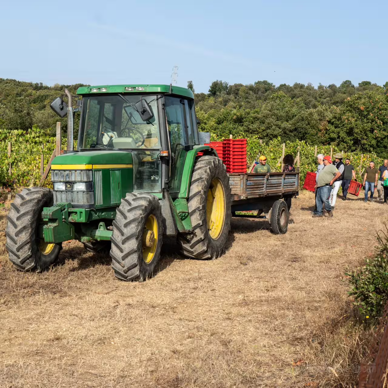 Tractor and workers in Corbara vineyard during grape harvest in Umbria, showcasing the region's winemaking traditions.