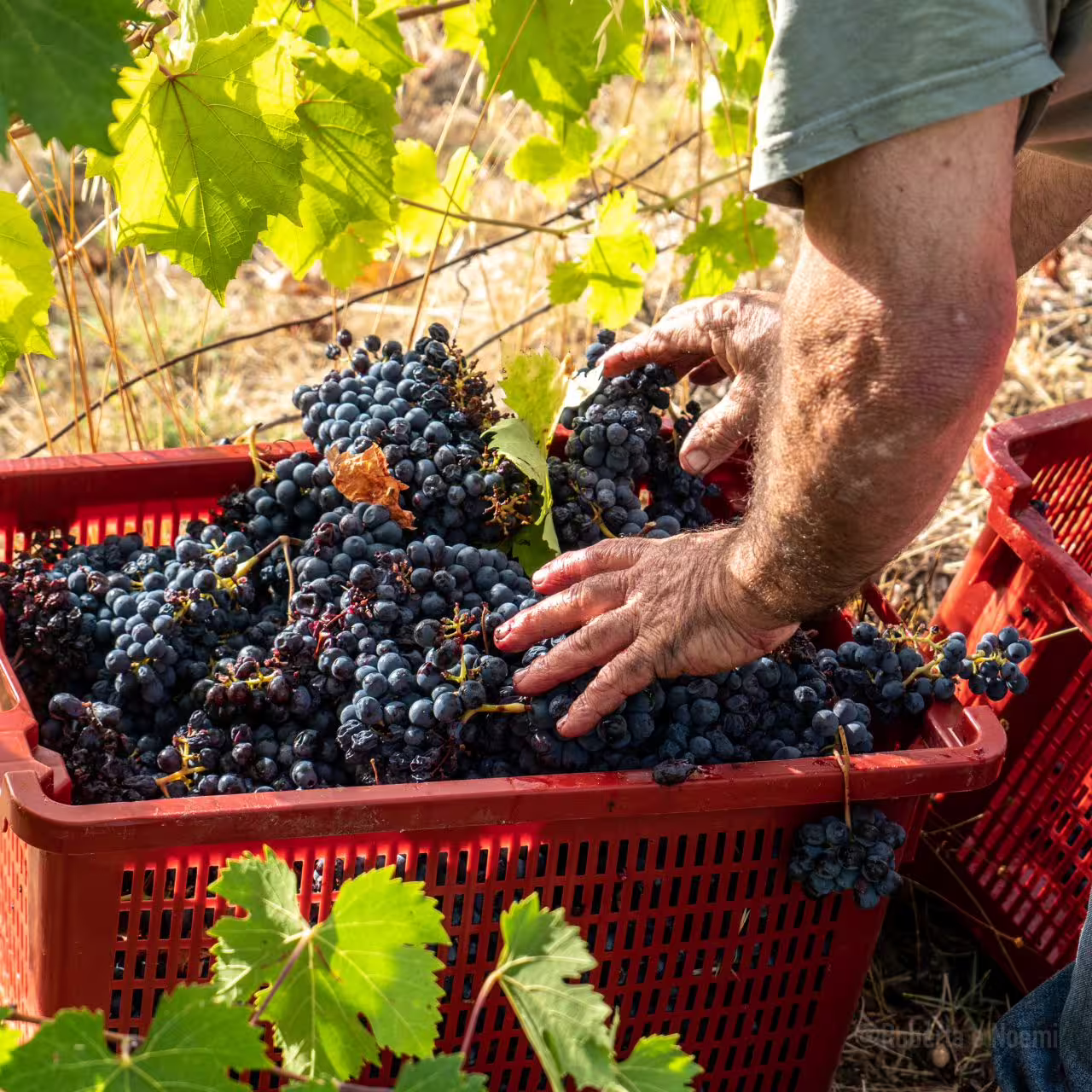 Farmer sorting freshly picked grapes in Corbara vineyard, highlighting the artisanal wine production in Umbria.