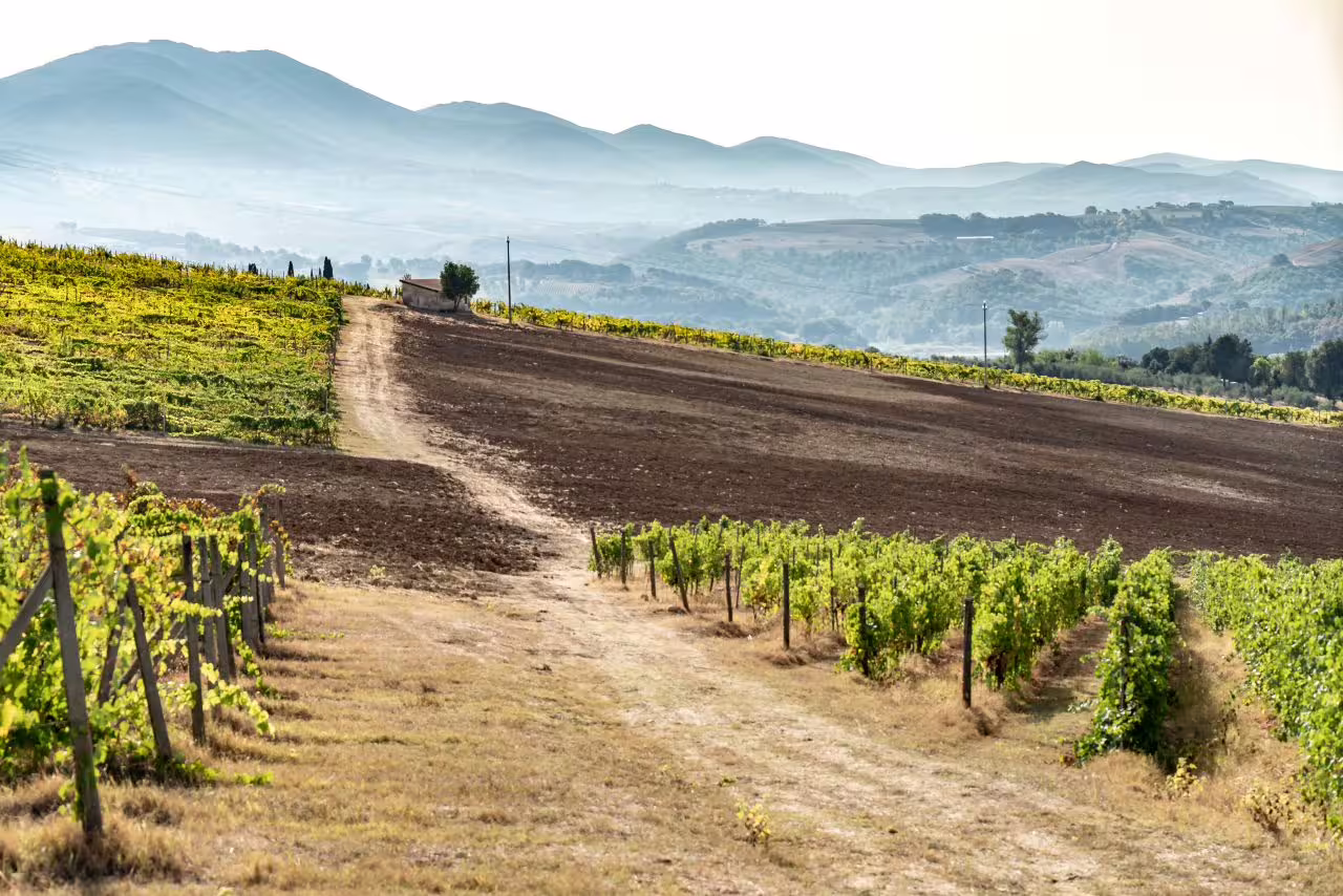 Scenic view of Corbara vineyard landscape in Umbria, featuring rolling hills and lush grapevines under a misty sky.