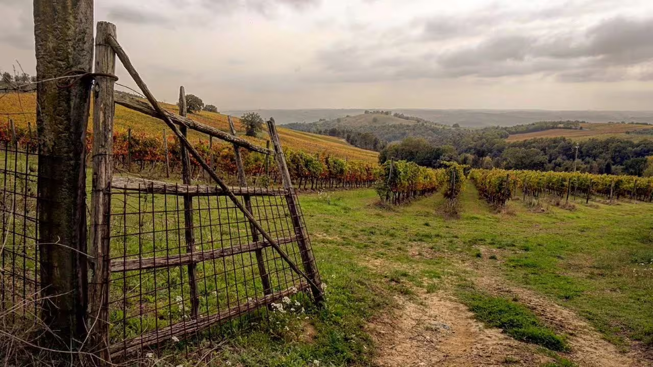 Scenic view of Corbara vineyards in Umbria, showcasing rolling hills and lush grapevines under a cloudy sky.