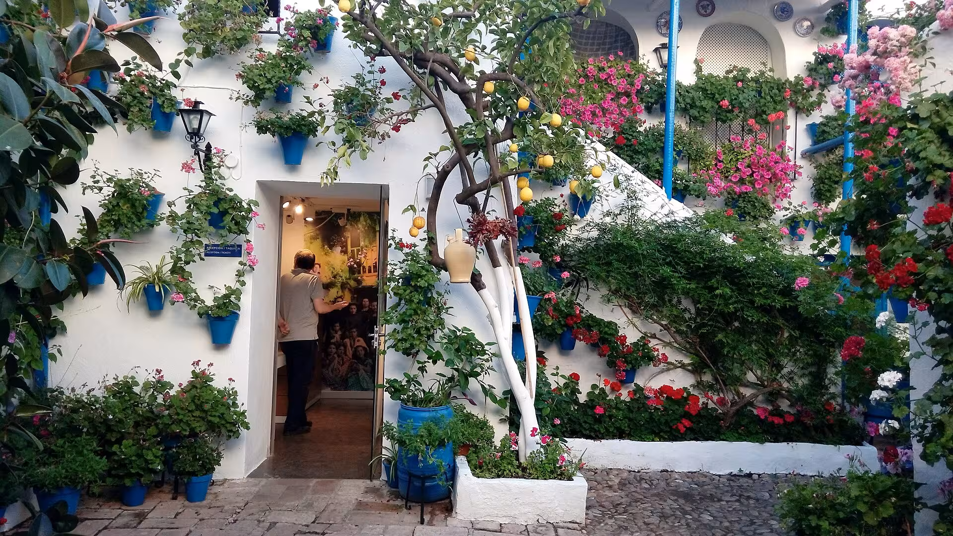 Charming Cordoba patio adorned with colorful flowers and citrus trees, showcasing the vibrant Patios Festival.