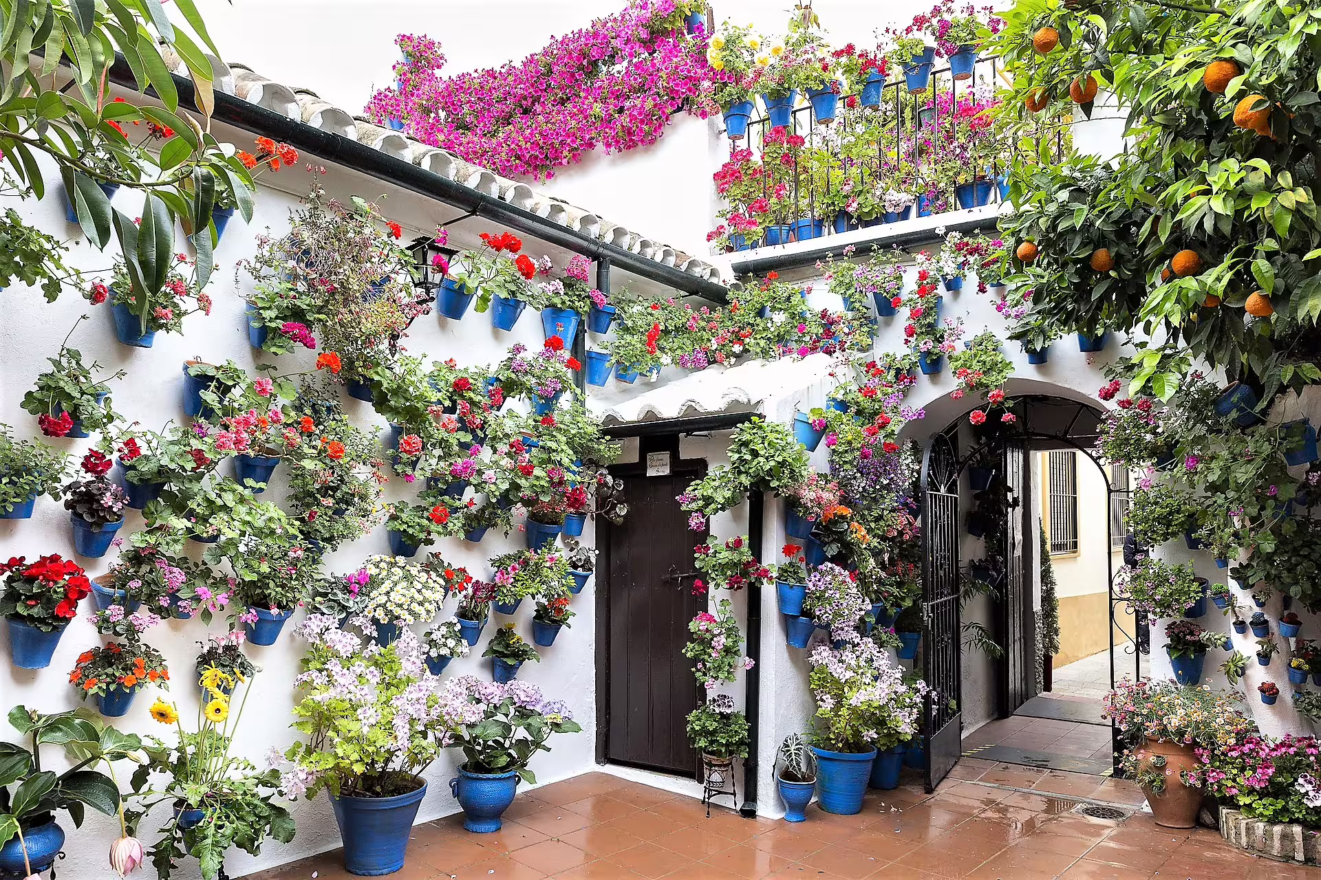 Flower-filled Cordoba patio with blue pots, a highlight on Costa del Sol to Cordoba group day trip