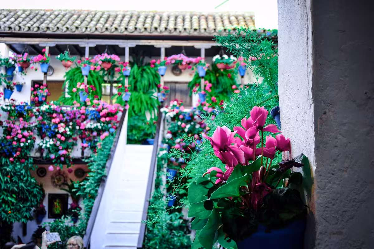 Colorful blooms and lush greenery fill a picturesque courtyard in Córdoba, highlighting the city's famous patio tours.