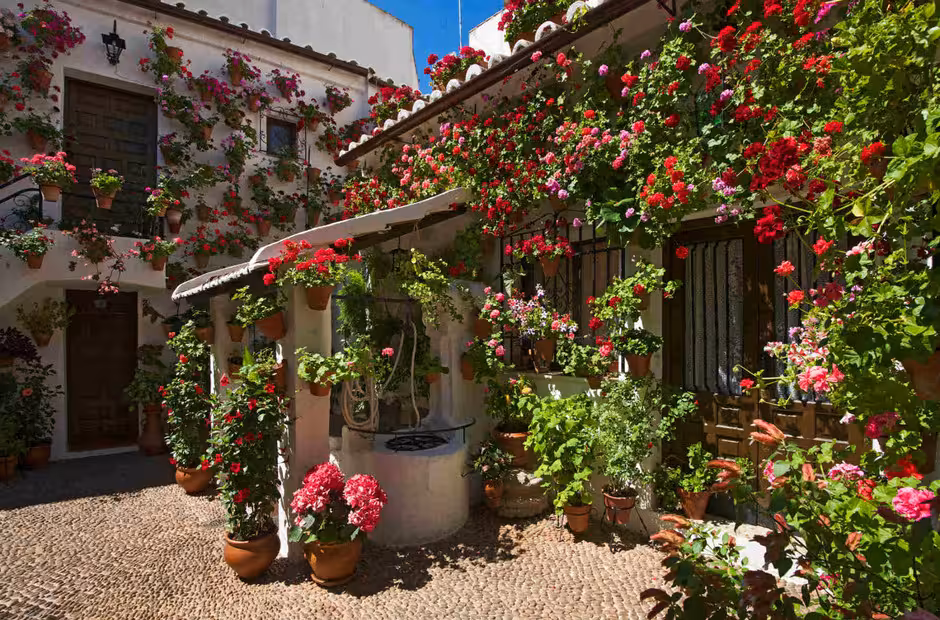Vibrant flowers adorn a traditional courtyard in Córdoba, showcasing the charm of the city's popular patio tours.