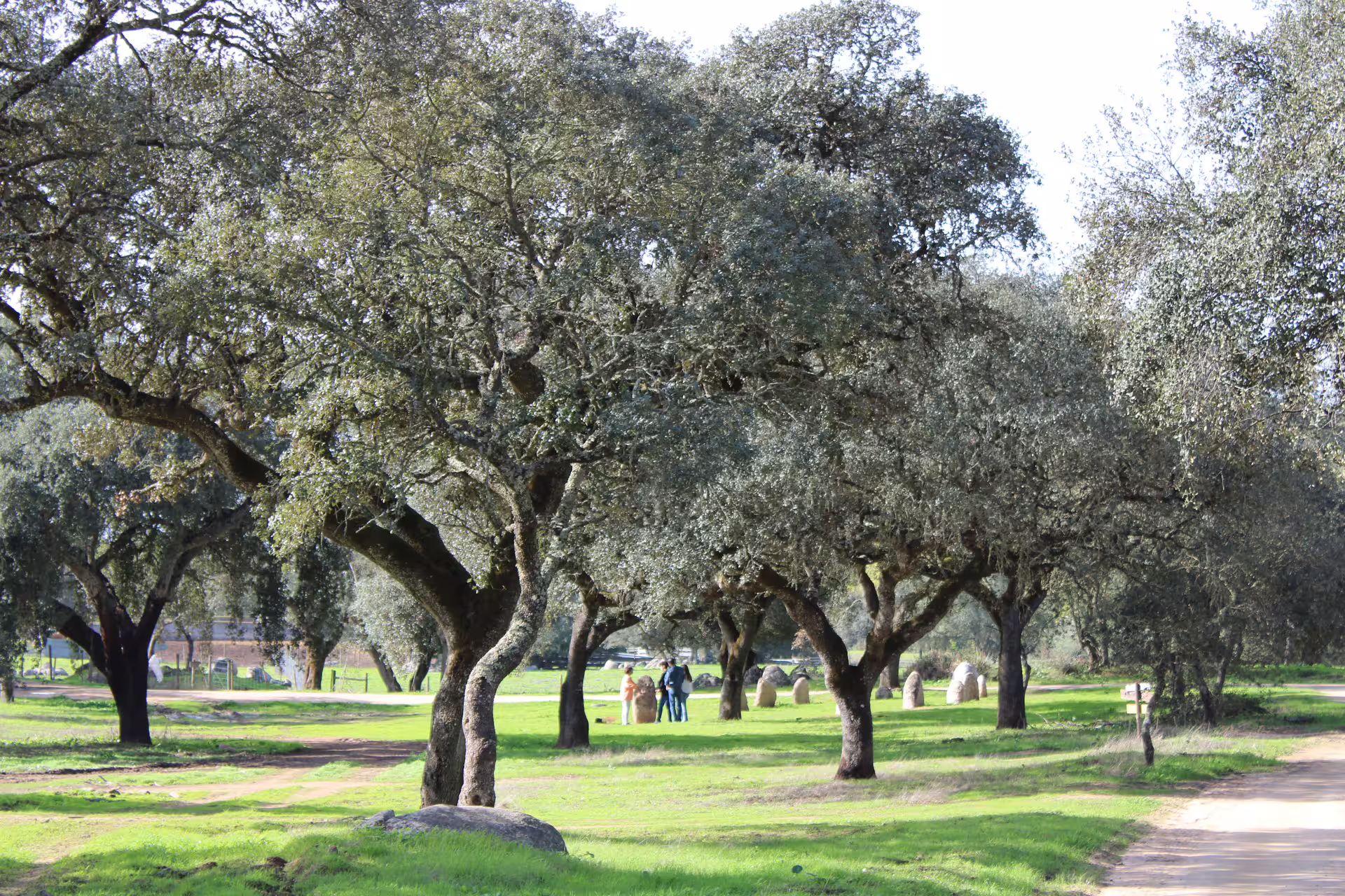 Scenic oak forest with visitors exploring ancient stones in Alentejo, part of a cork factory and farm visit.