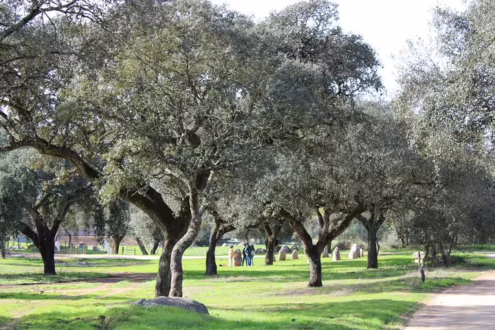 Scenic view of cork oak trees at Cortiza and Herdade Alentejo Factory tour, perfect for nature enthusiasts.