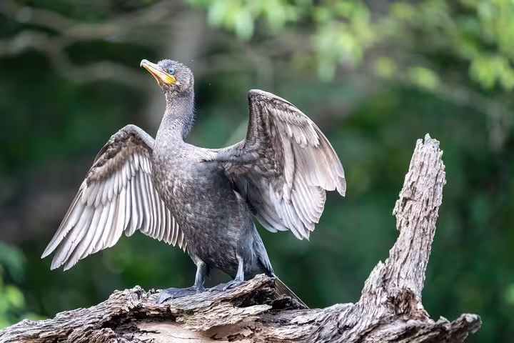 Cormorant with outstretched wings perched on a branch in the Amazon, highlighting wildlife on the Amanã Lake tour.