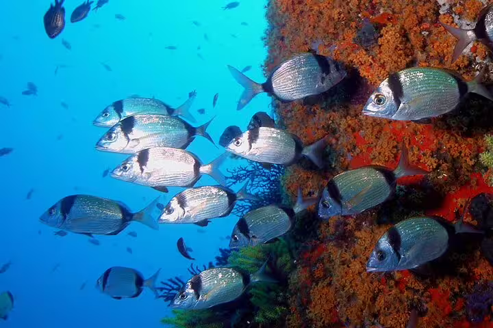 Vibrant school of fish swimming near a coral reef, showcasing the rich marine life on a scuba diving tour.