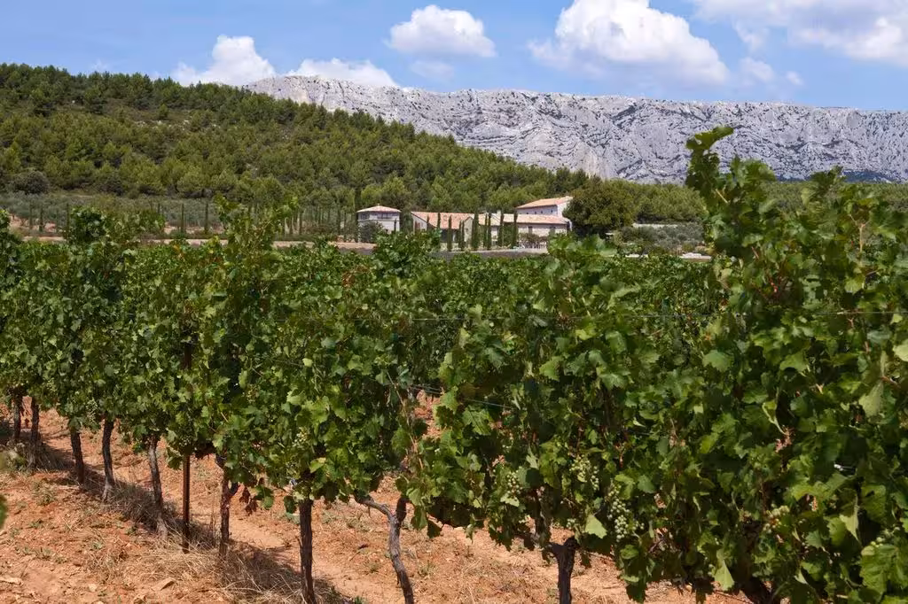 Coteaux d'Aix-en-Provence vineyard rows with Sainte-Victoire Mountain backdrop on a Provence wine tour