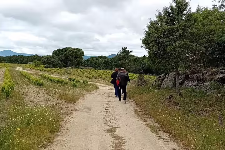 Couple strolls through scenic vineyard path on a Madrid winery tour, surrounded by lush grapevines and greenery.