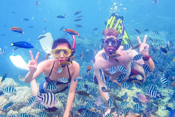 Couple snorkeling at Ras Mohamed from Sharm El Sheikh VIP boat tour, surrounded by reef fish