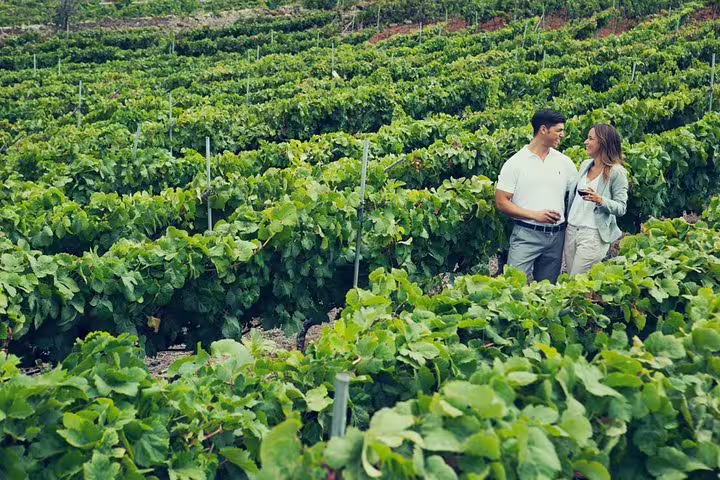 Couple enjoying wine amidst lush vineyards on a scenic enogastronomic tour in Tenerife.