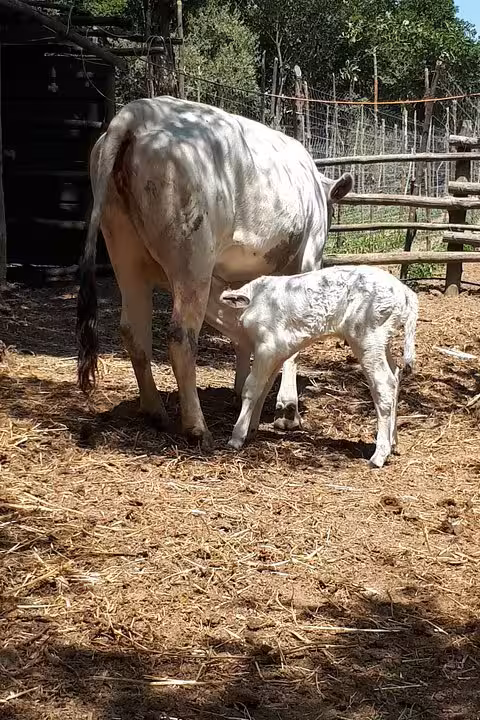 Cow and calf in a shaded farm paddock on the farm tour before cheese making, pizza lunch and tastings