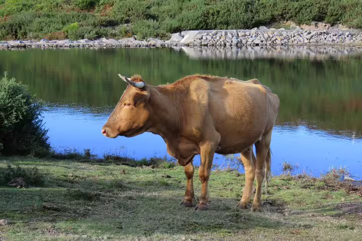 A cow grazes by a tranquil lake in Madeira, showcasing the island's natural beauty on a full day private 4x4 adventure.