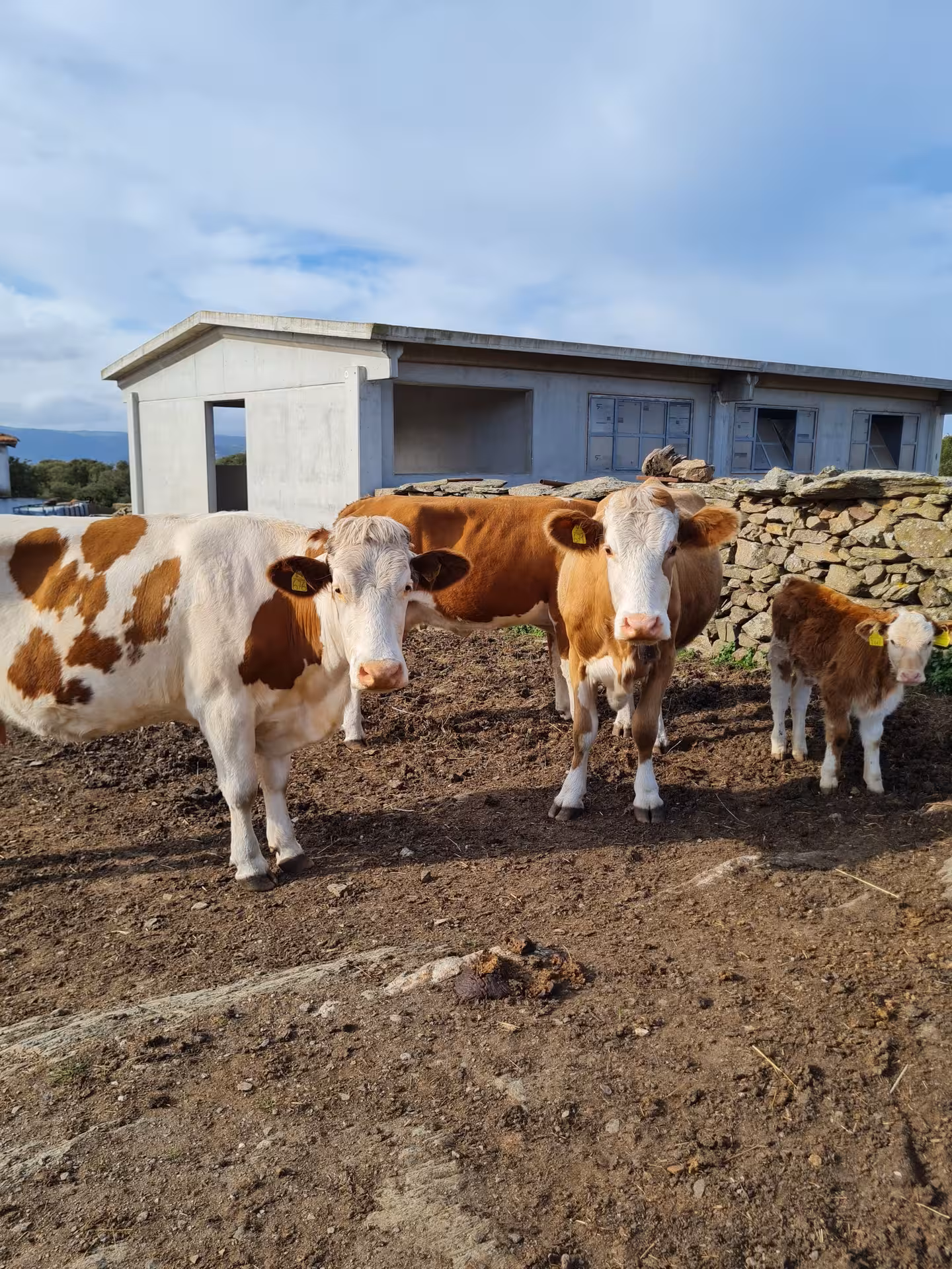 Group of cows and a calf near a rustic stone wall, showcasing pastoral life on a Sardinian farm in Bitti.