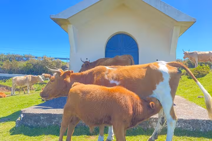 Cows grazing by a rural chapel in Madeira, authentic countryside scene on West Madeira 4x4 tour to Fanal Forest
