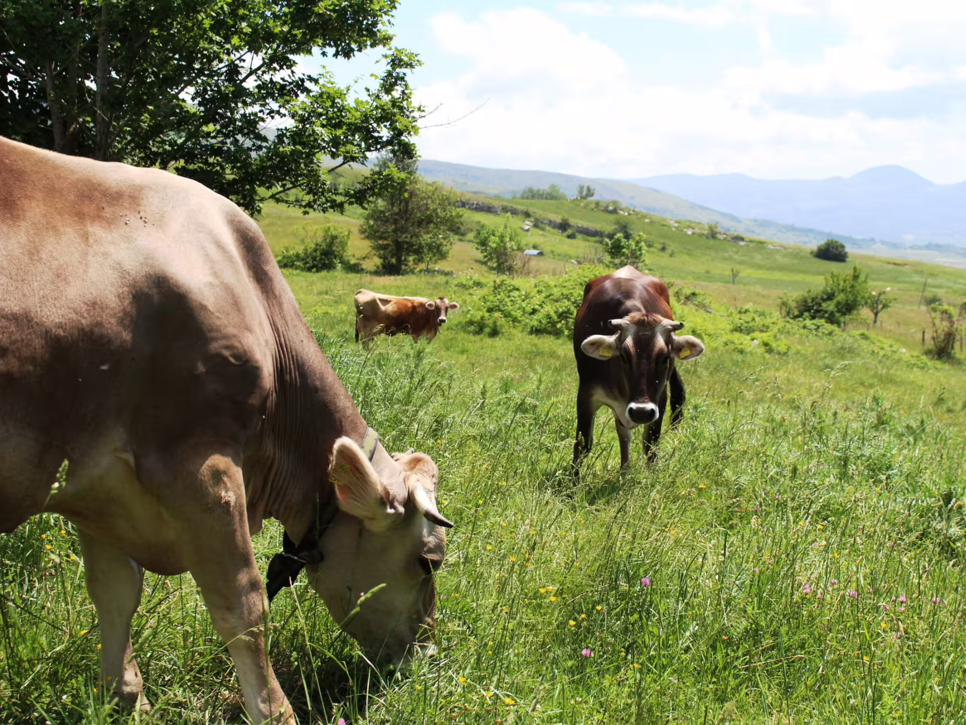 Cows grazing in lush green pastures of Isernia countryside, perfect for a traditional cheese factory visit.