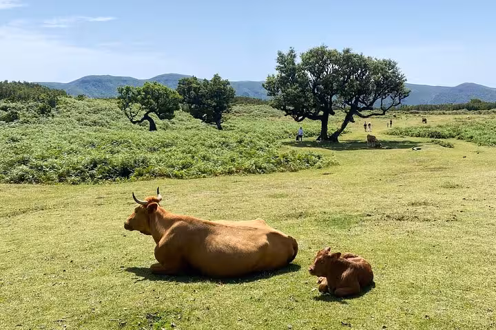 Cows resting on Paul da Serra plateau meadow on West Madeira 4x4 tour to Fanal Forest and skywalk views