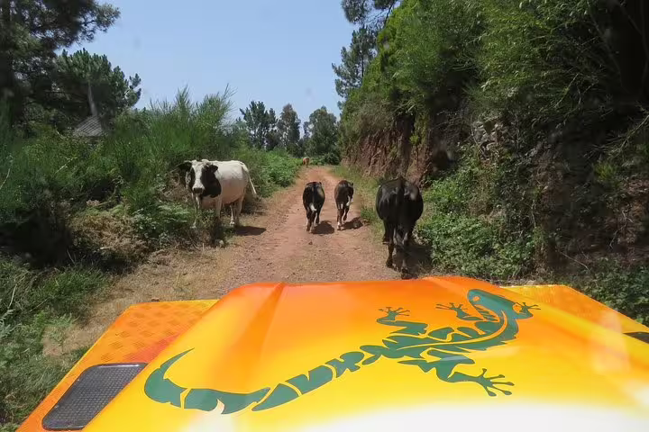 4x4 vehicle navigating a dirt path with cows during the Craters of Fire full-day adventure tour, surrounded by lush greenery.