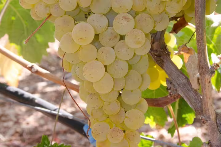 Close-up of ripe green grapes hanging from a vine in a scenic Crete vineyard, perfect for wine tours and tastings.