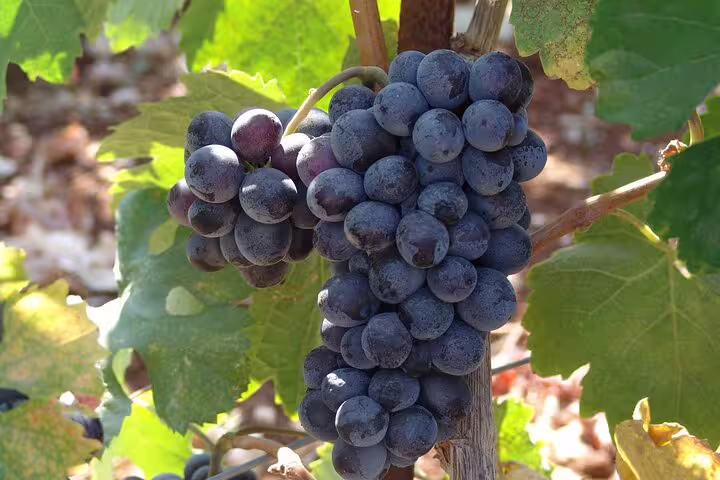Lush cluster of dark purple grapes on a vine in Crete, showcasing the rich flavors of local wine production.