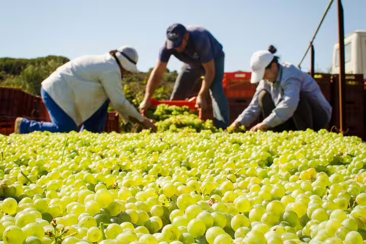 Harvesters picking fresh green grapes under the sun, capturing the essence of Crete's rich winemaking culture.