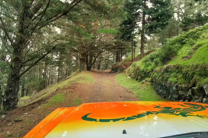 Explore lush forests on the Curral das Freiras & Peaks 4WD Tour, offering thrilling off-road adventures in Madeira's stunning landscapes.