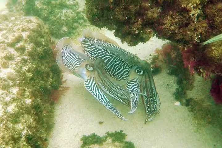 Cuttlefish swimming among rocks in Arrábida's clear waters, perfect for snorkeling and exploring marine life on a wine tour adventure.