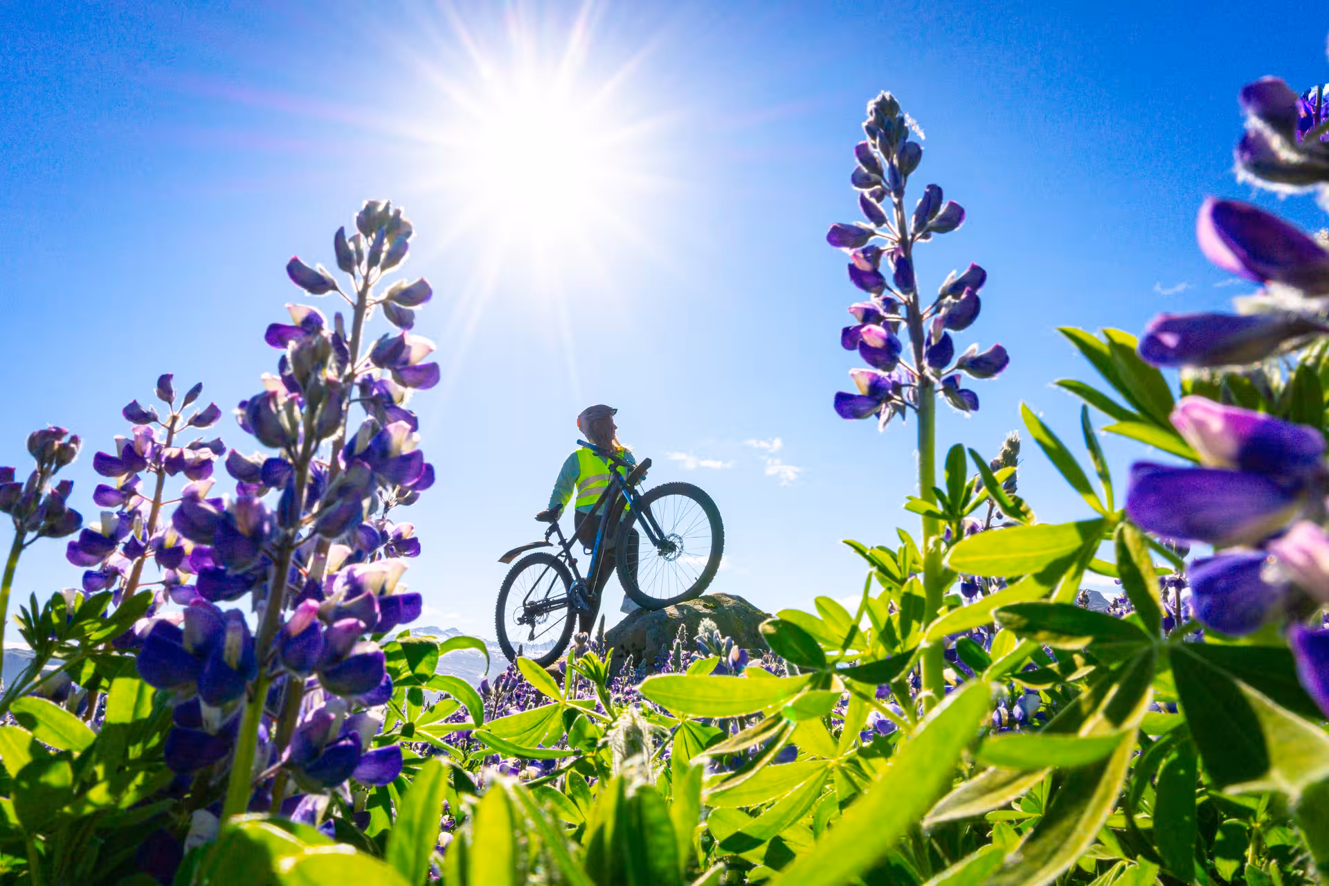 Cyclist with bike silhouetted against bright sun, surrounded by blooming lupines in Iceland's East Fjords.