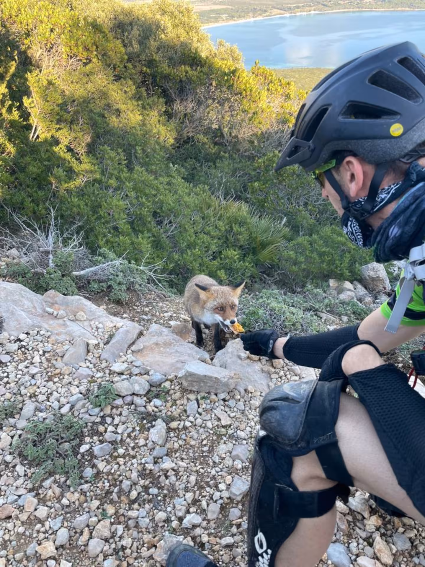 Cyclist feeding a curious fox during an ebike tour in Porto Conte Park, Alghero, surrounded by lush greenery.