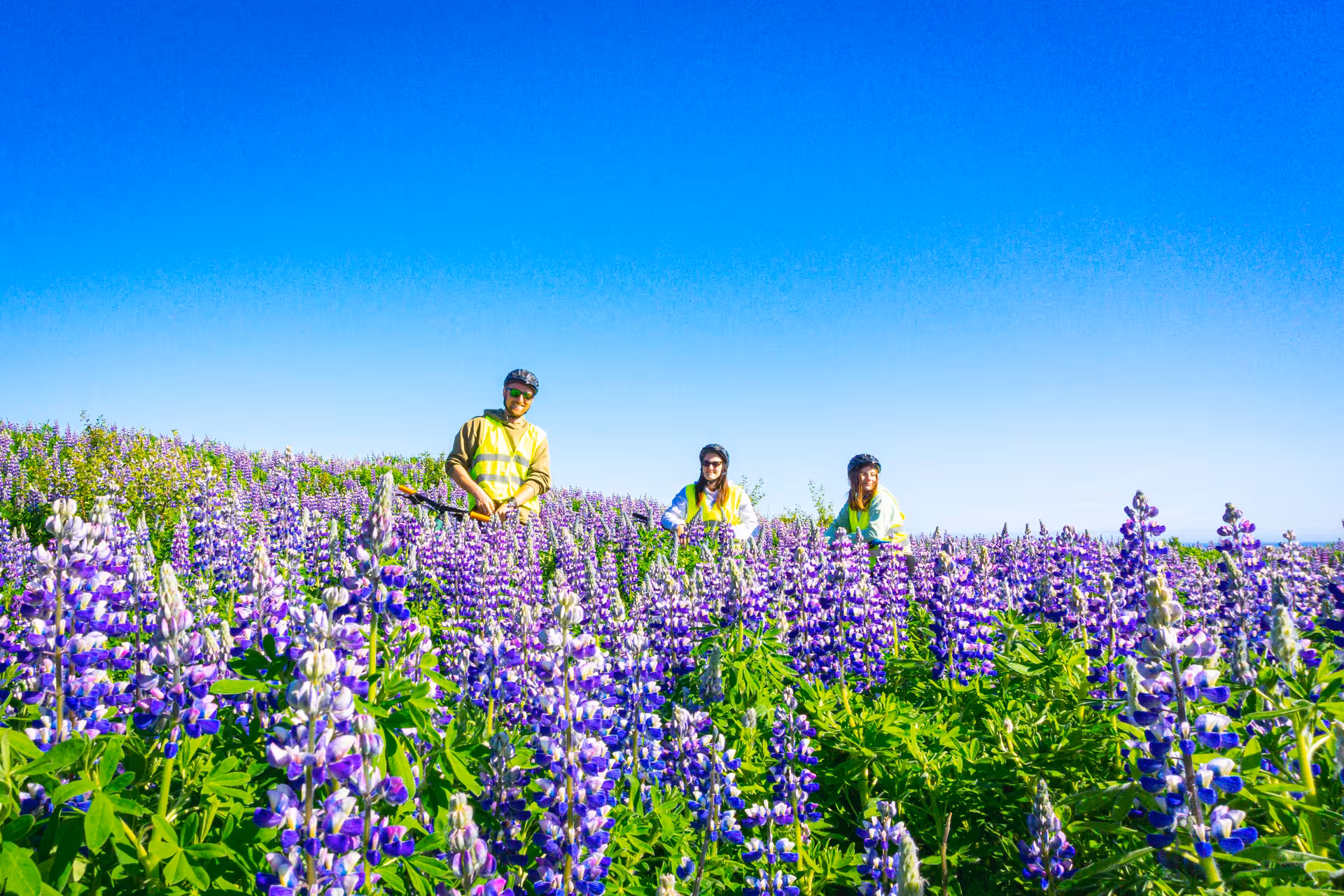 Group of cyclists enjoying a scenic ride through vibrant lupine fields under a clear blue sky in Iceland's East Fjords.