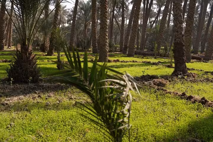 Green fields and palm trees in Dahshur countryside, Egypt, part of a day like a farmer with locals tour