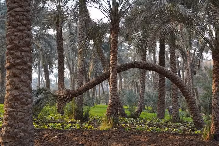 Curved date palm over farmland in Dahshur countryside, Egypt, authentic day like a farmer with locals tour