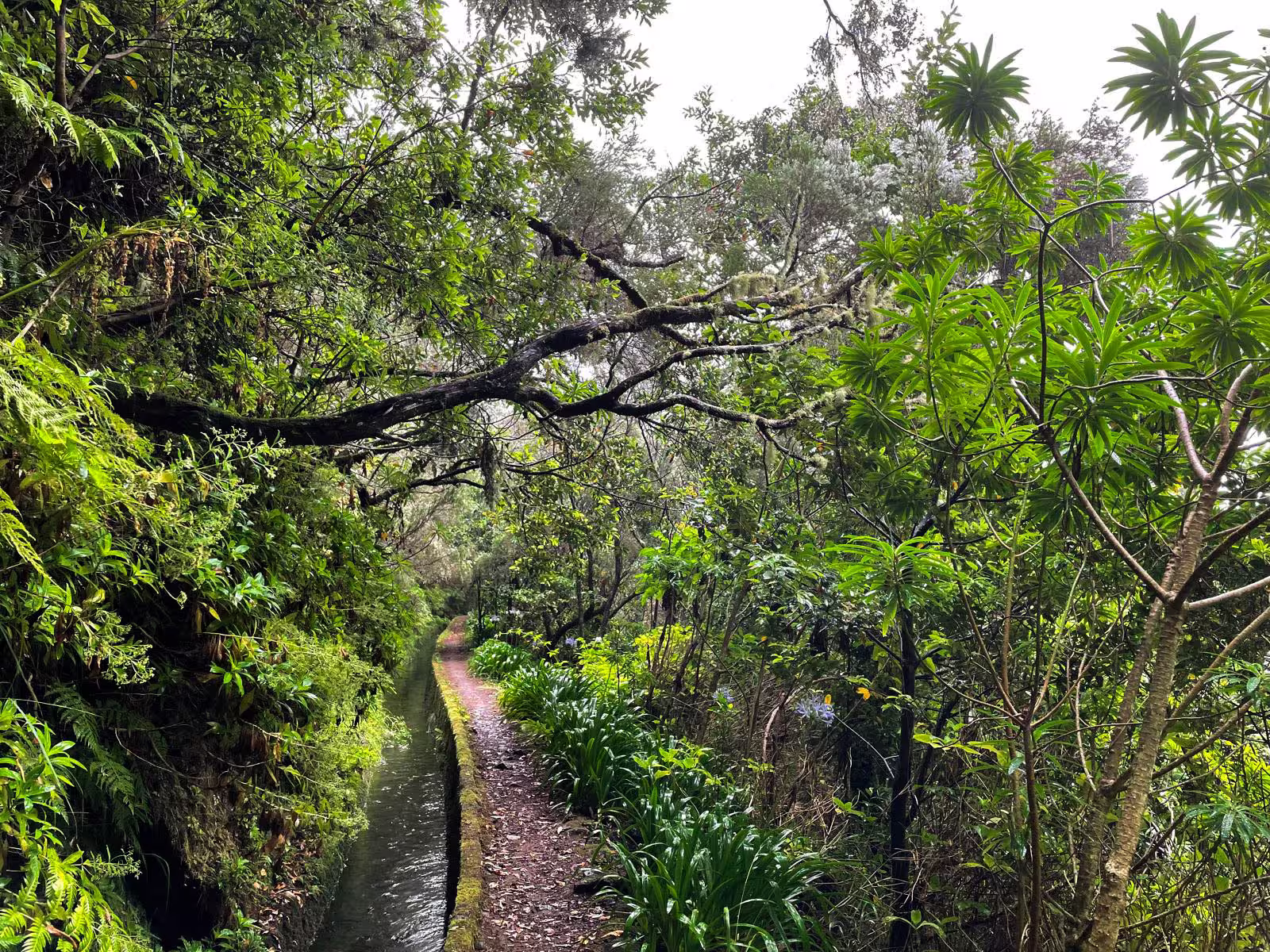 Lush forest path lined with vibrant greenery on 'The Dark Hike' tour, offering an immersive nature experience.