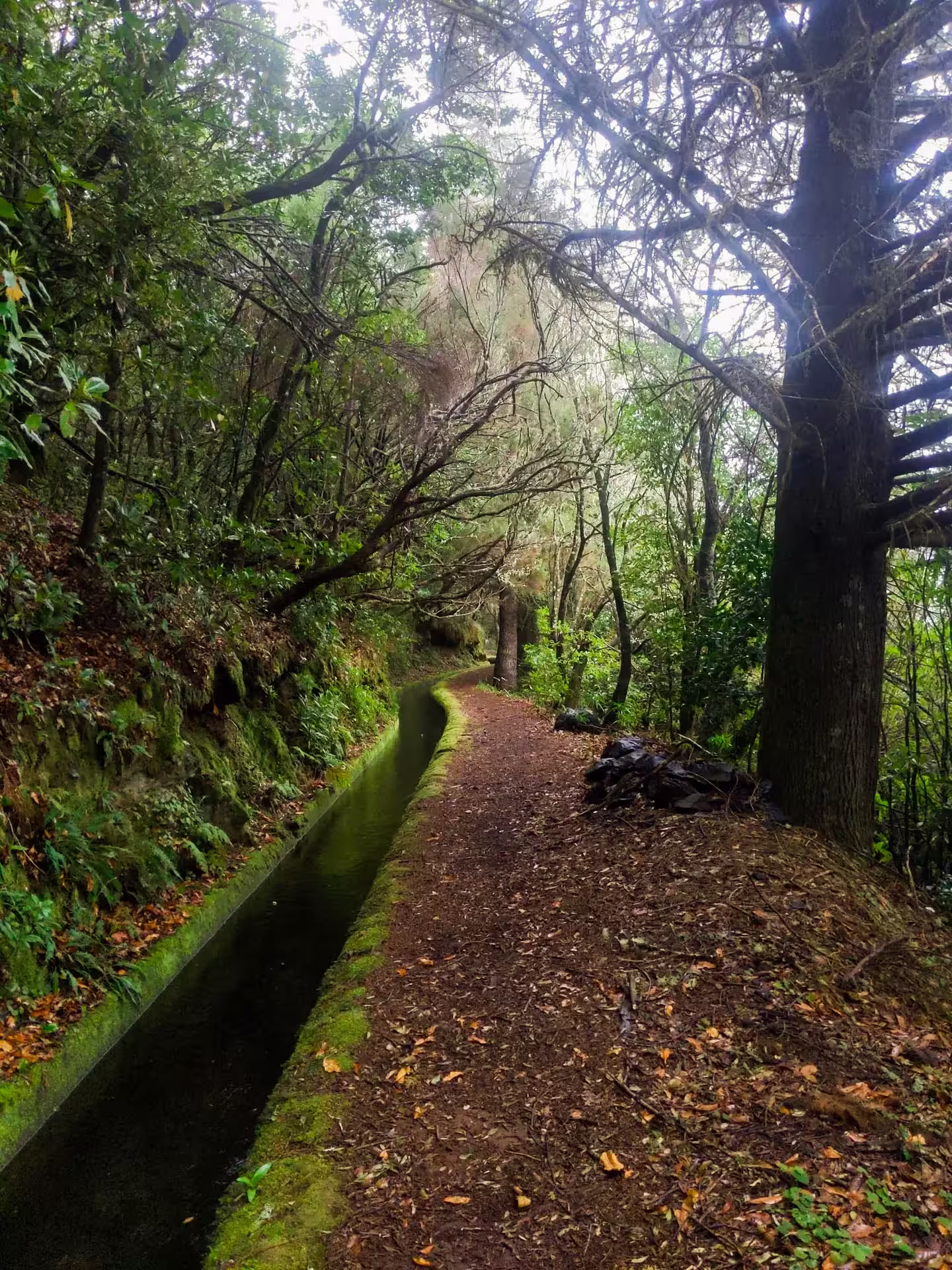 Serene forest path alongside a tranquil water channel, ideal for exploring during the Dark Hike experience.
