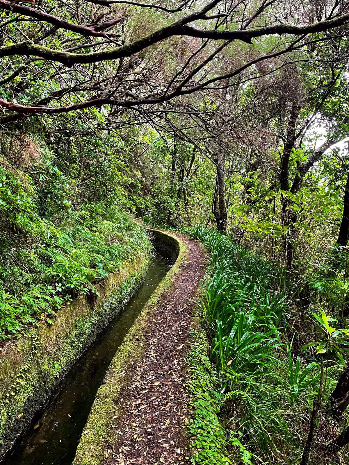 Serene forest trail surrounded by dense foliage on 'The Dark Hike', perfect for nature enthusiasts seeking tranquility.