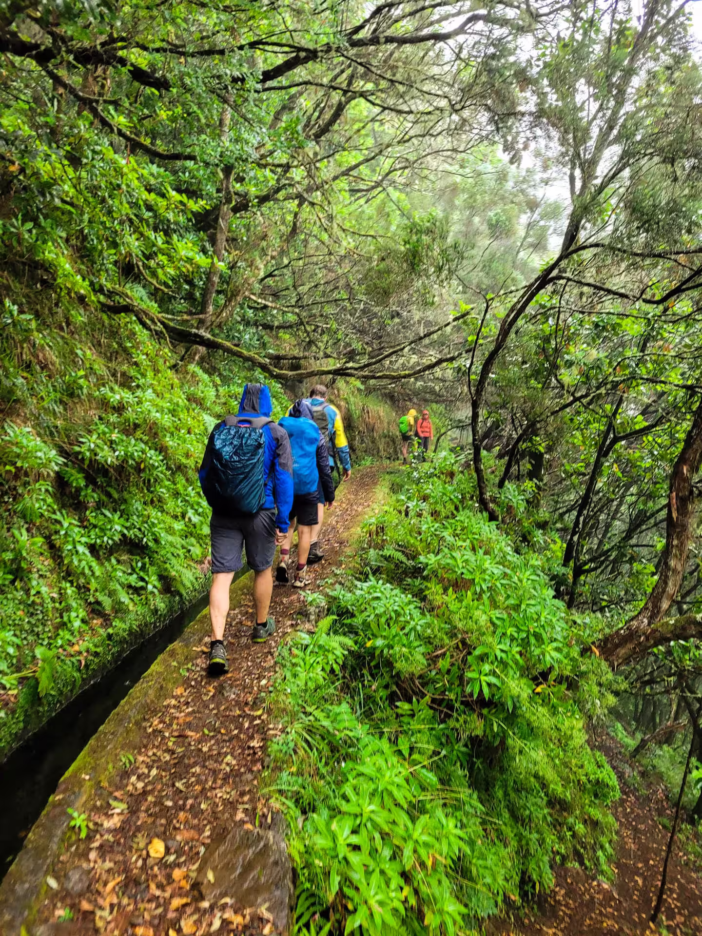 Group of hikers navigating a lush, green forest trail, highlighting the adventurous spirit of the Dark Hike tour.