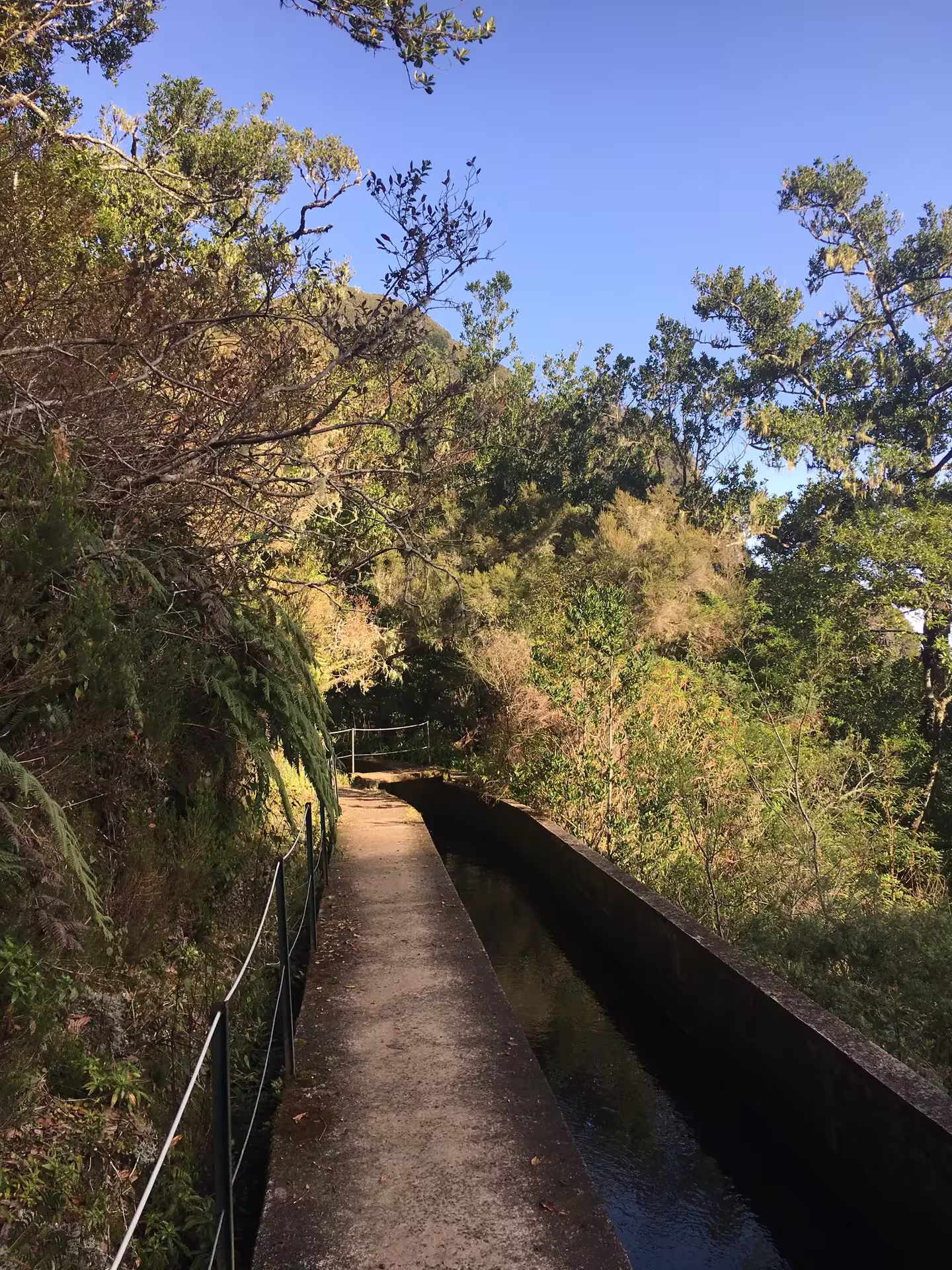 Sunlit forest trail alongside a narrow waterway on The Dark Hike tour adventure.