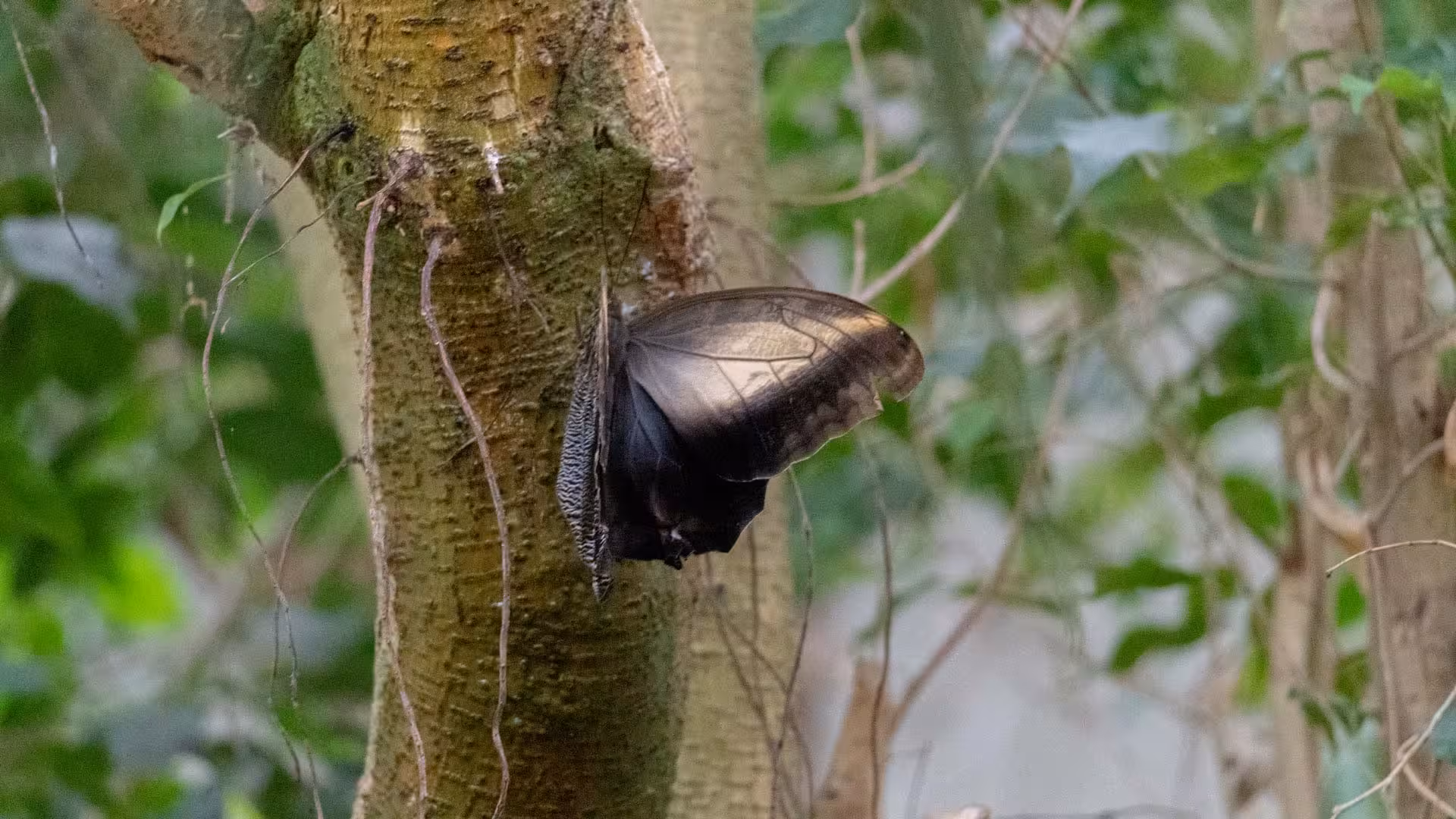 A dark-winged butterfly camouflaged against a tree trunk in Alghero Butterfly House, highlighting natural mimicry.