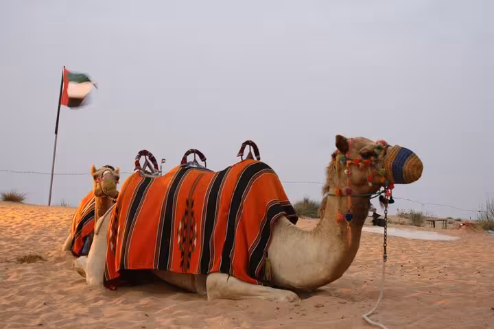 Decorated camel resting at Dubai desert camp with UAE flag, part of morning desert safari with camel ride