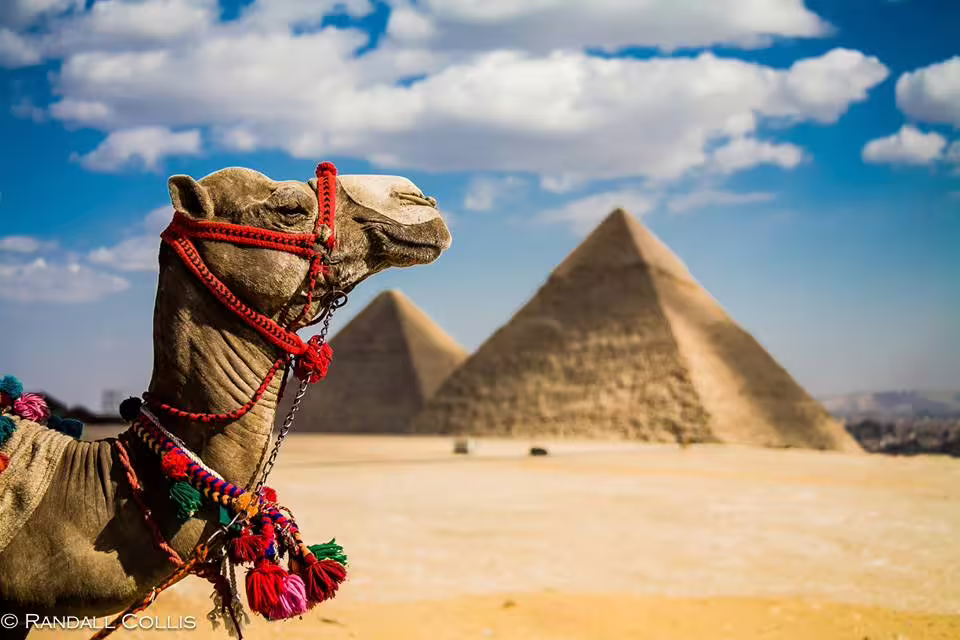 Decorated camel with Giza Pyramids backdrop on Cairo day tour by air from Sharm El Sheikh private