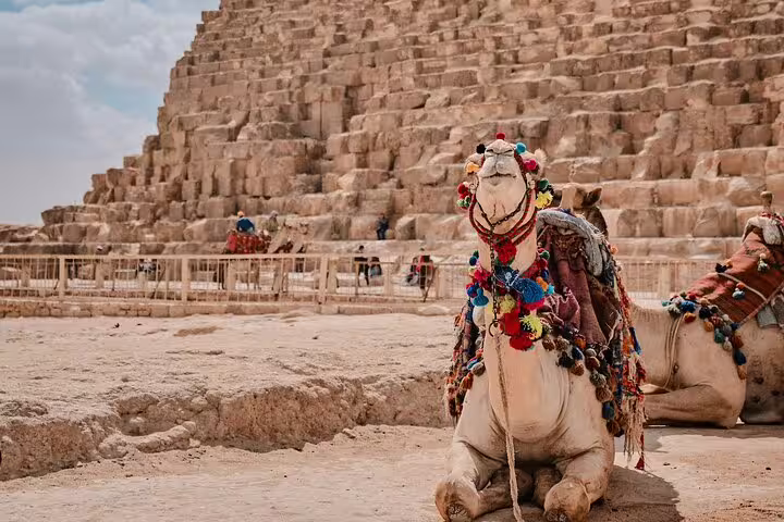Decorated camel resting by the Great Pyramid of Giza, ideal for sunset camel ride and Sound & Light show tour