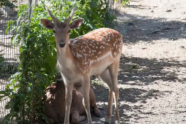 Curious deer in sunlit enclosure at Chania Botanical Garden, a highlight of the half-day private tour experience.