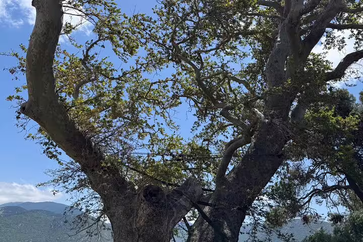 Sacred olive tree canopy near Delphi, Greece, viewed during a full-day private tour to the Oracle site and museum
