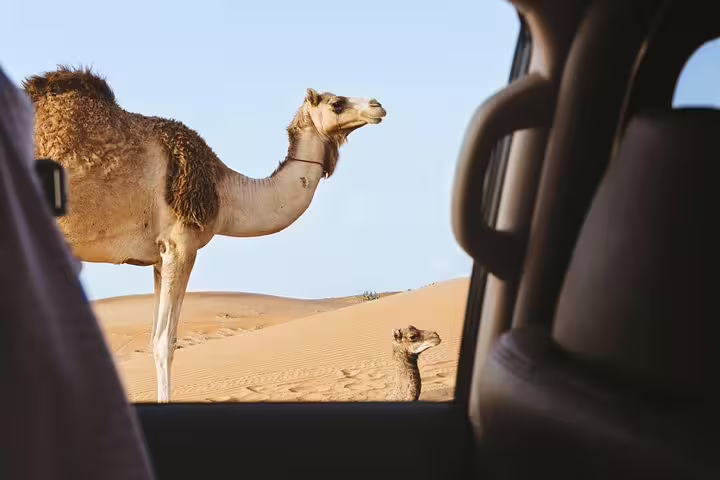Camels peer through a car window, offering a close encounter during an unforgettable desert safari experience.