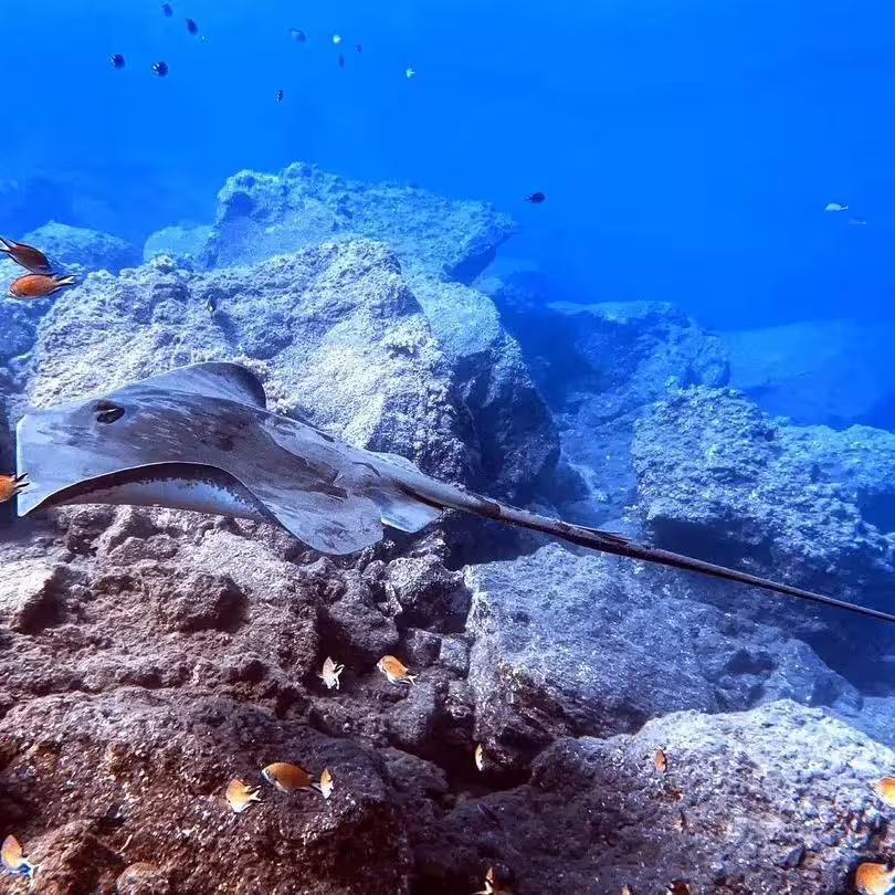 Diver explores Garajau Marine Reserve's vibrant underwater world, encountering a graceful stingray among colorful coral reefs.