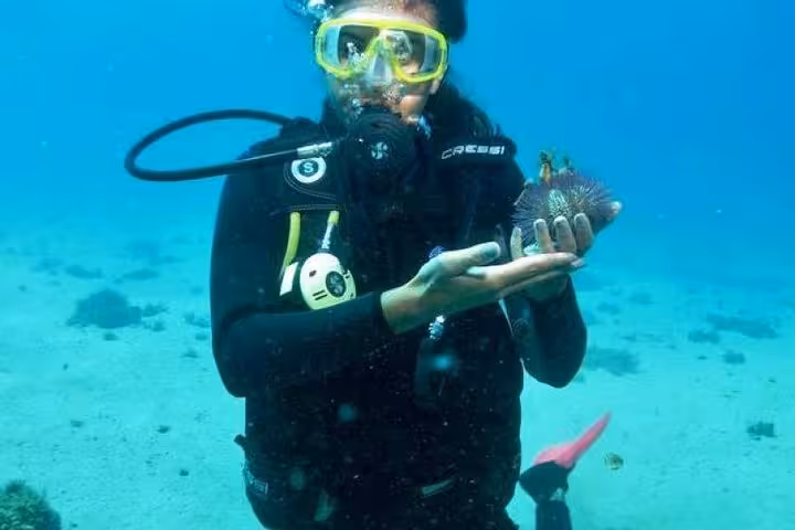 Diver holding a sea urchin underwater, highlighting interactive experiences on a morning diving baptism adventure.