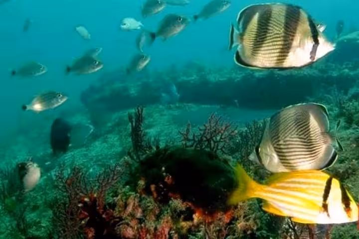 Underwater scene with colorful fish and coral, ideal for morning diving experience at 09:00; perfect for beginners.