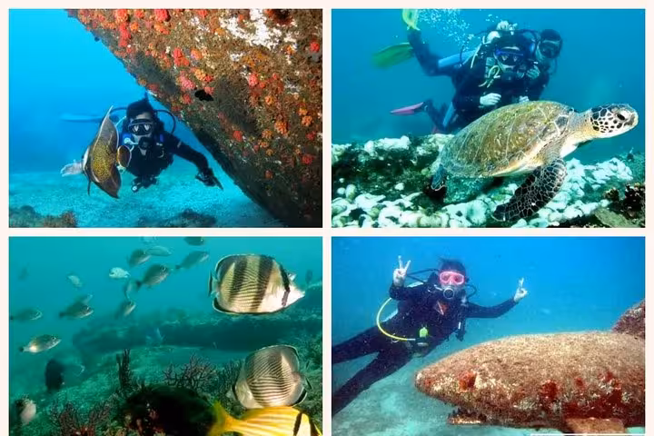 Diver exploring vibrant coral reef with colorful fish during morning diving baptism tour.